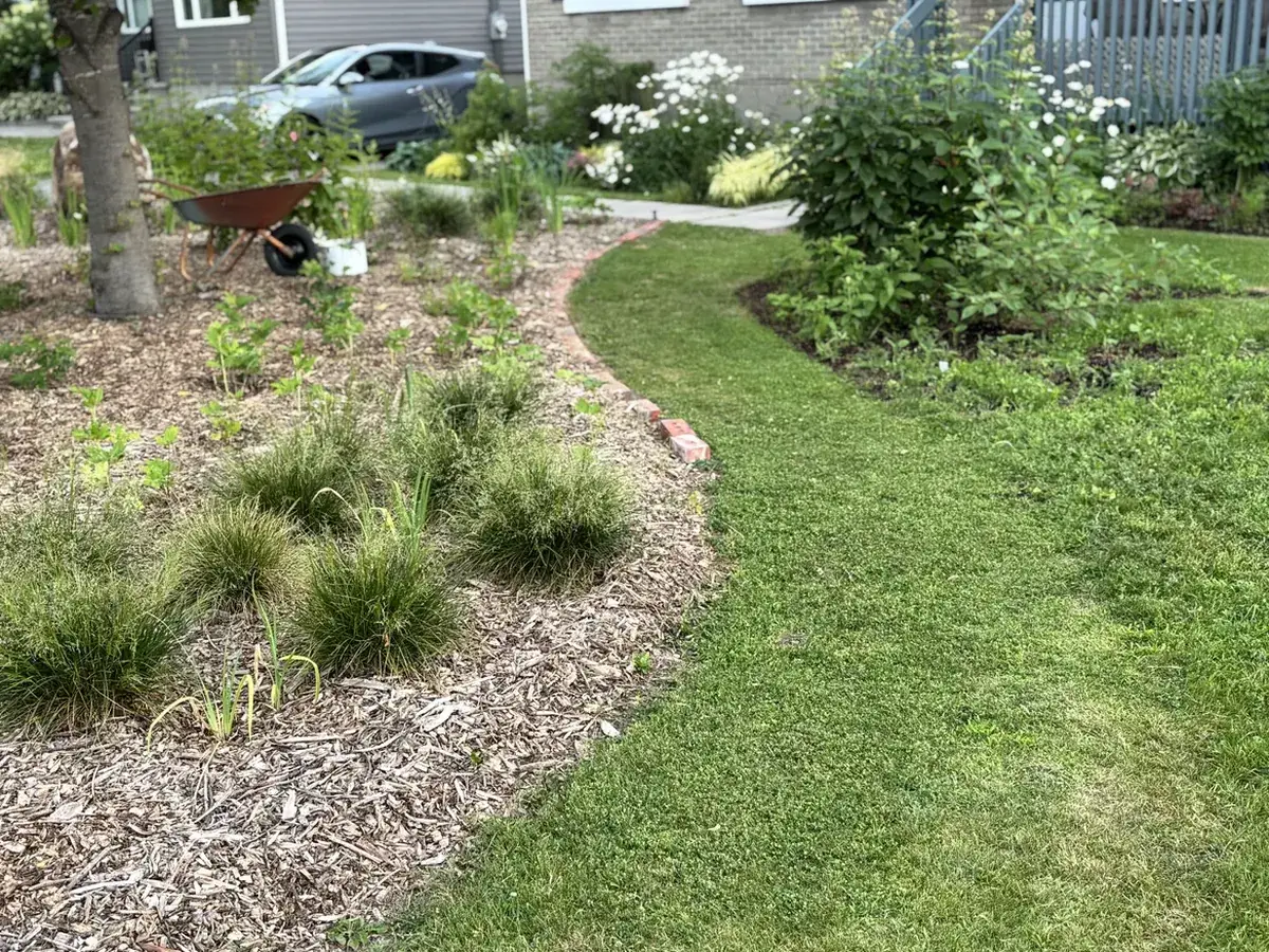 The front yard in August 2026, planted with grasses and perennials
