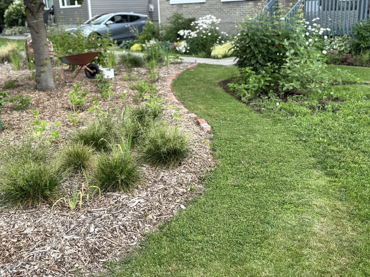 A mowed path curving between planted beds in the front yard