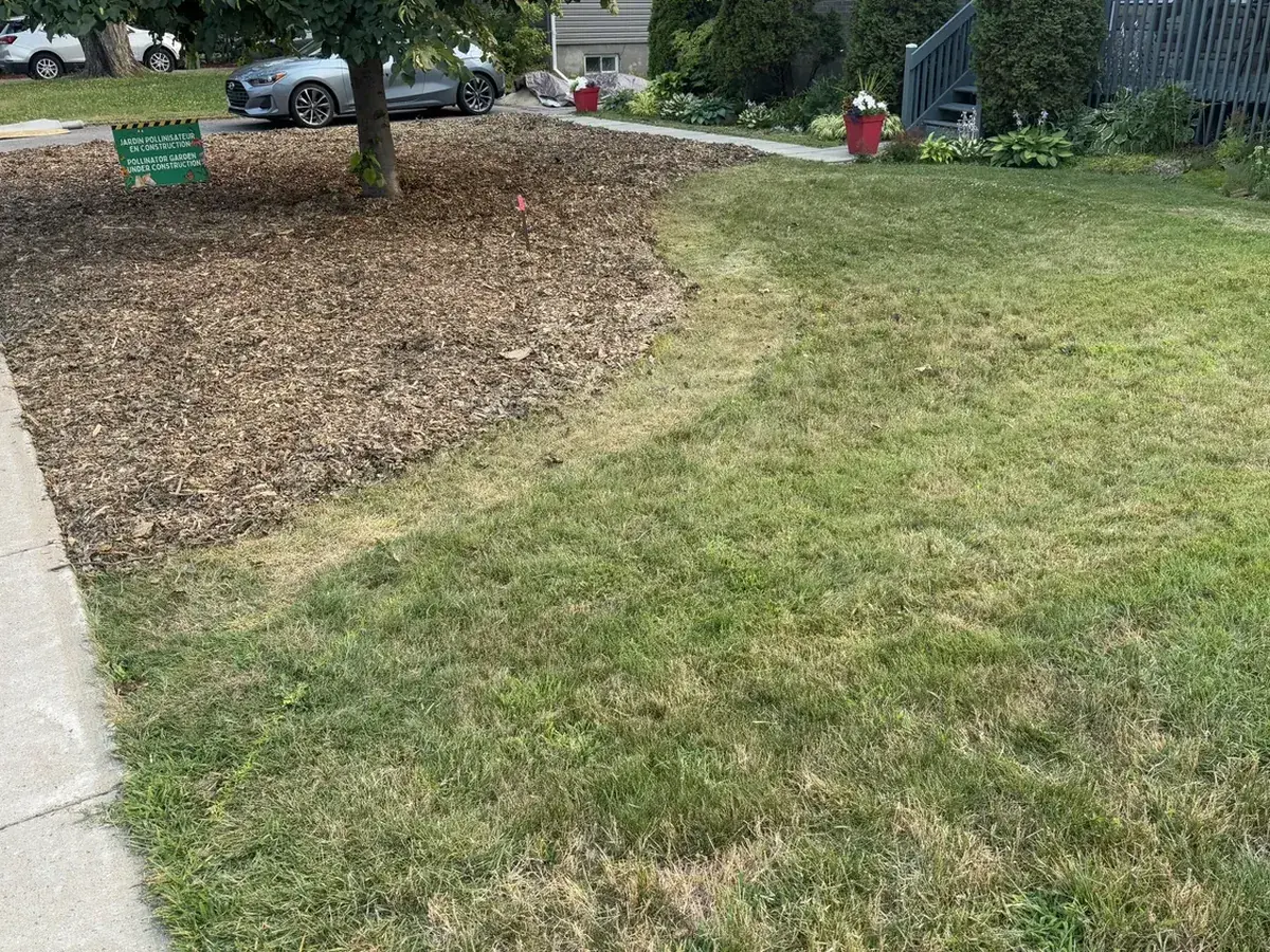The same front yard in October 2025, the lawn going under mulch