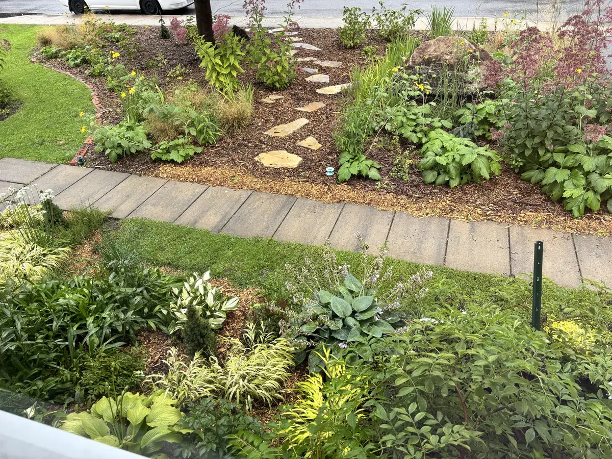 Stepping stones through a planted bed beside the front walk