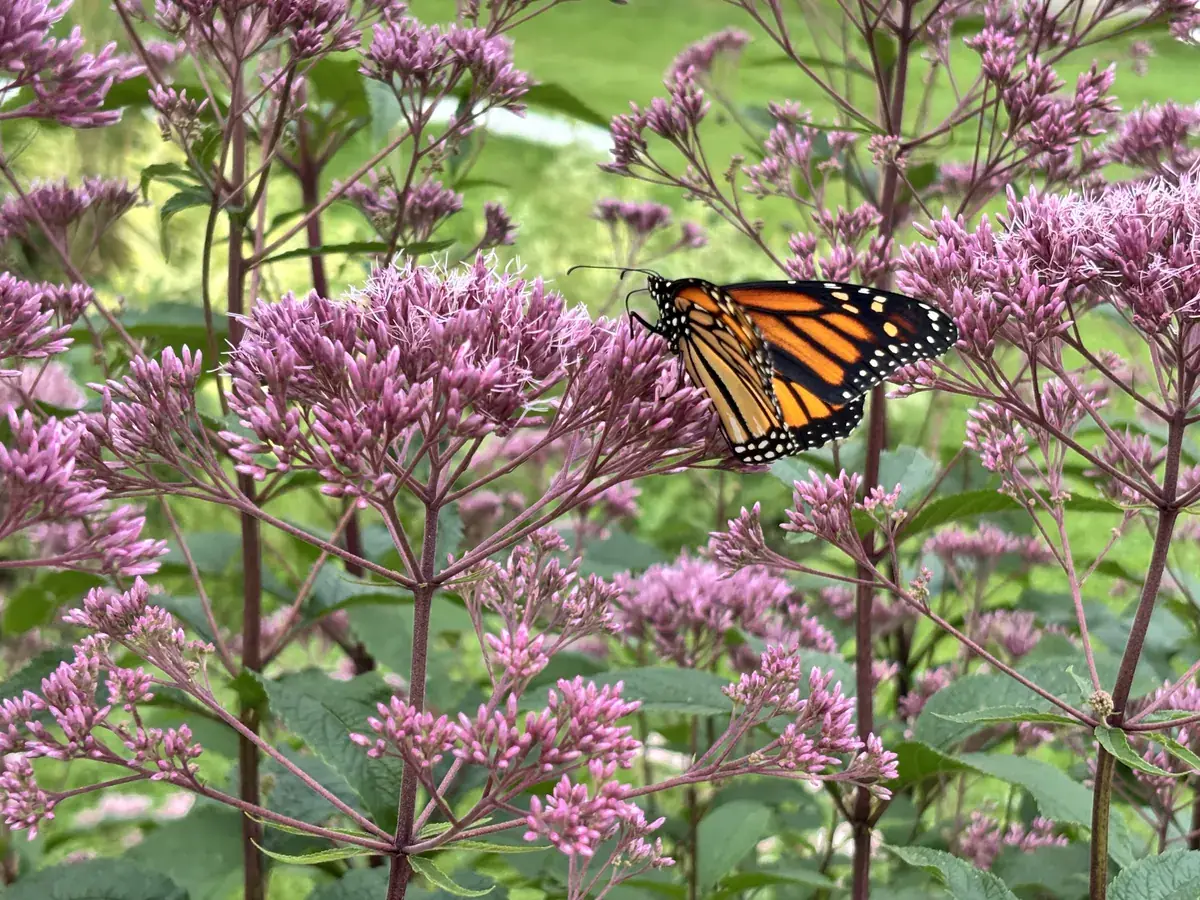 A monarch butterfly feeding on Joe-Pye weed in the Flight Path Garden, Dorval