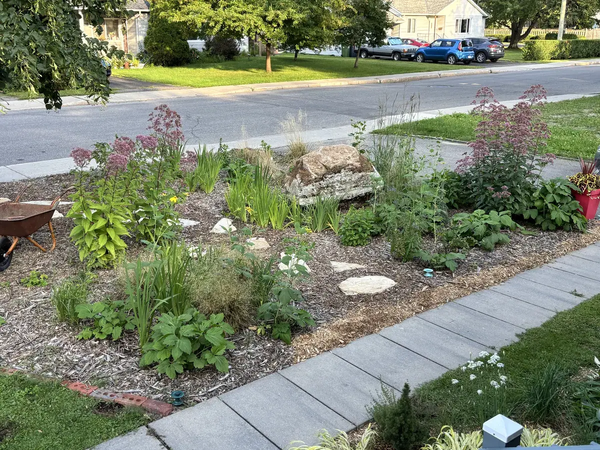 The front garden in its first summer, 2026, with stepping stones and a boulder