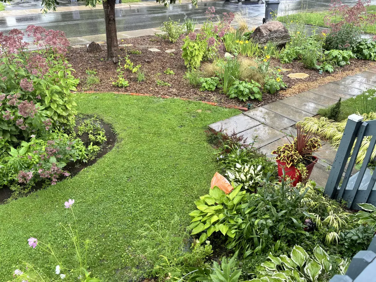 A curved strip of lawn between planted beds in the front garden, summer 2026
