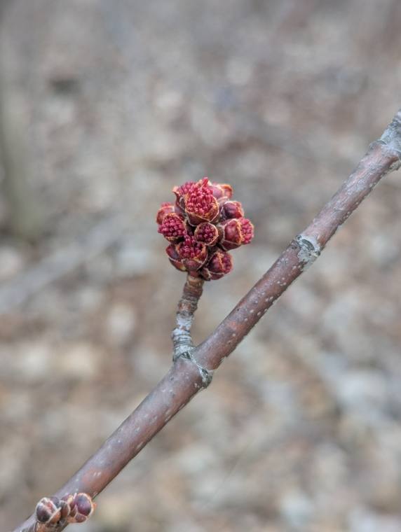 Silver maple, bud