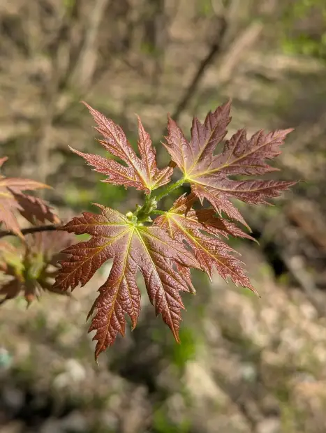 Silver maple, emergence