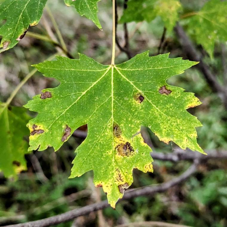 Silver maple, fall