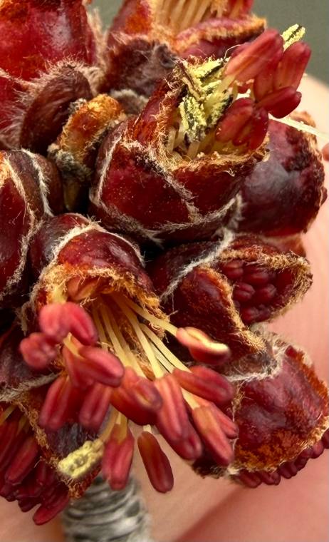 Silver maple, flower