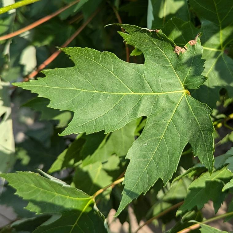Silver maple