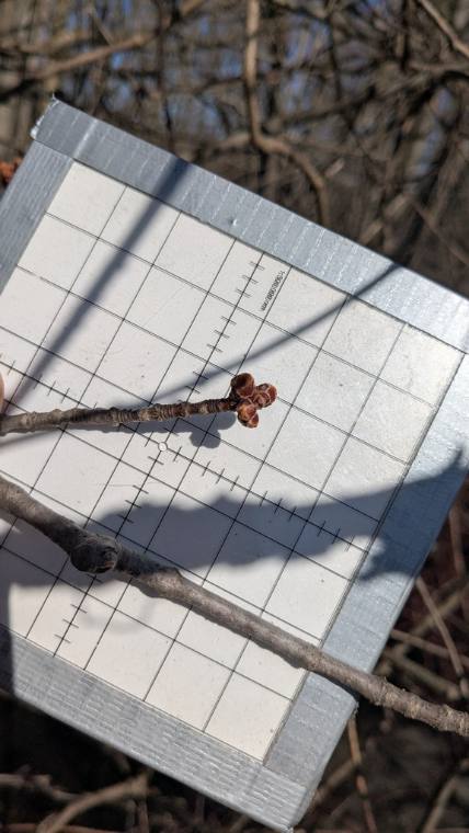 Silver maple, winter