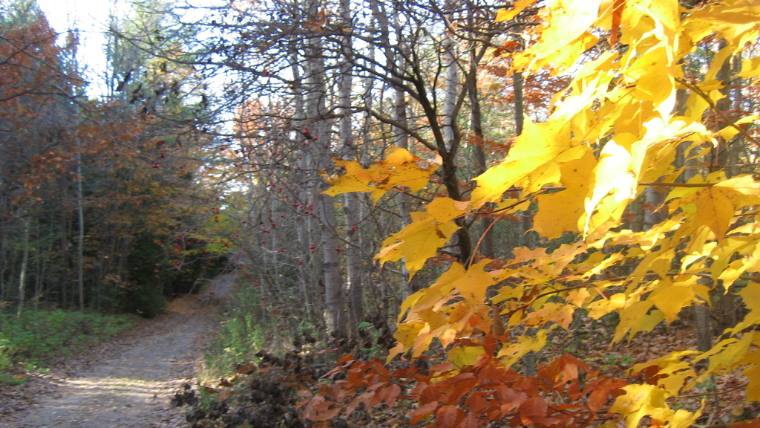 Sugar maple, fall