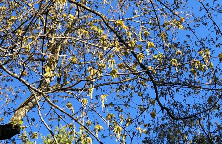 Sugar maple, flower