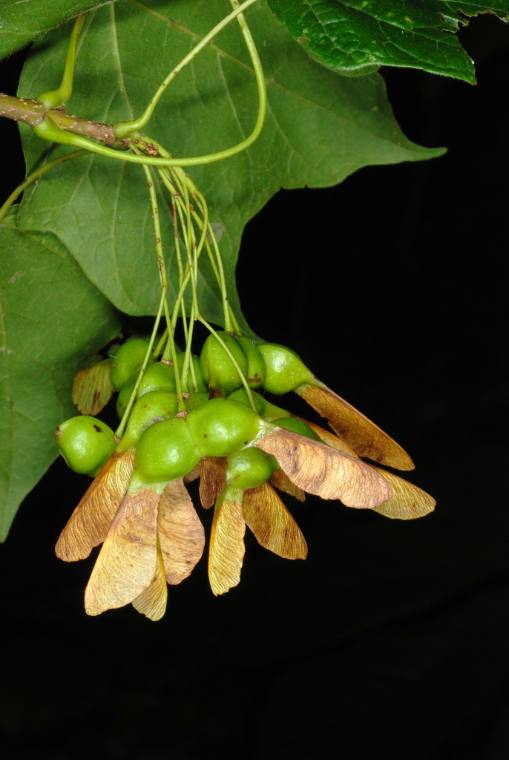 Sugar maple, seed / fruit