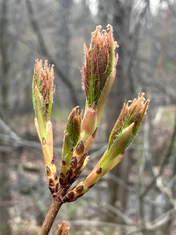 Sugar maple, emergence