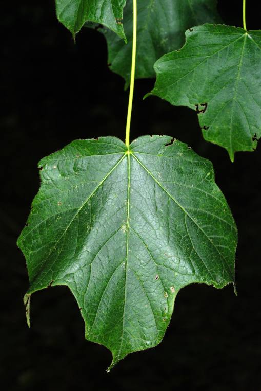 Sugar maple