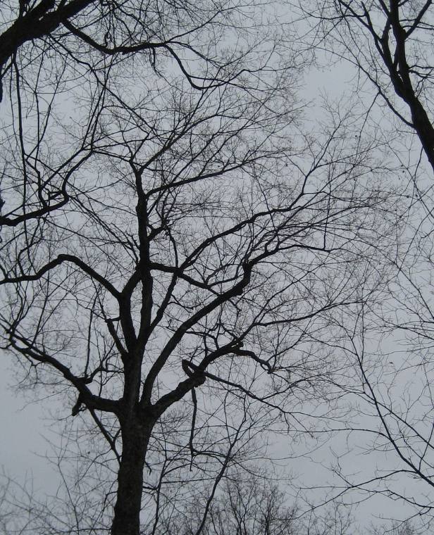 Sugar maple, winter