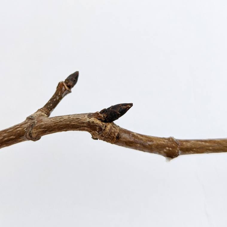 Sugar maple, bud