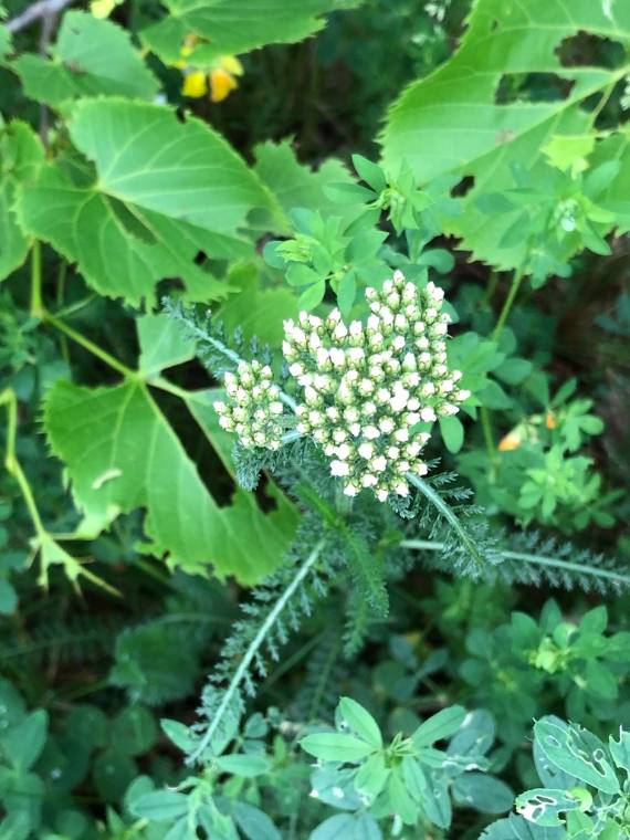 Yarrow