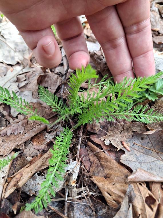Yarrow, emergence