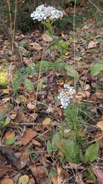 Yarrow, fall