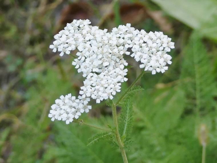 Yarrow, flower