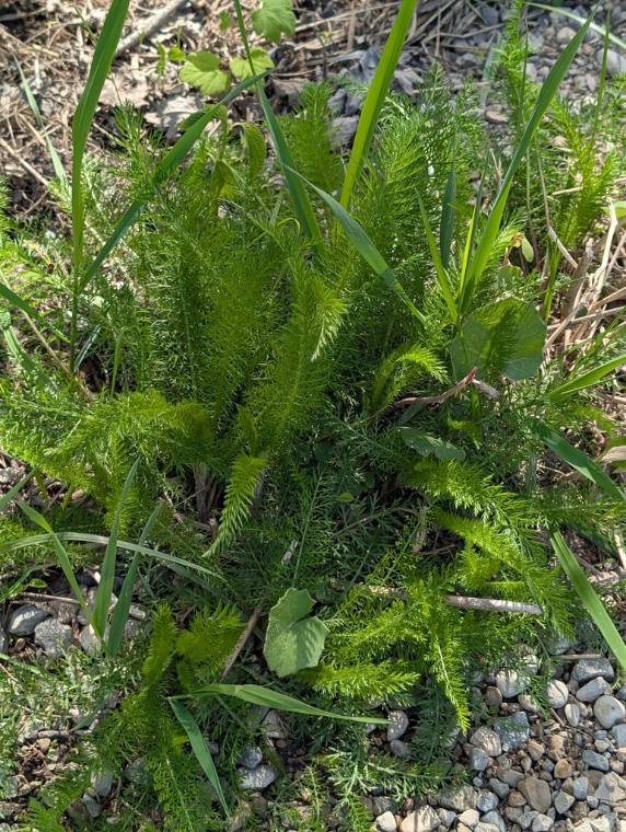 Yarrow, foliage