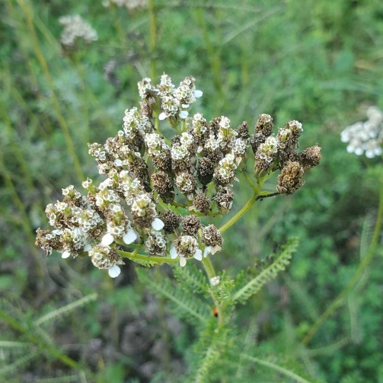 Yarrow, seed / fruit