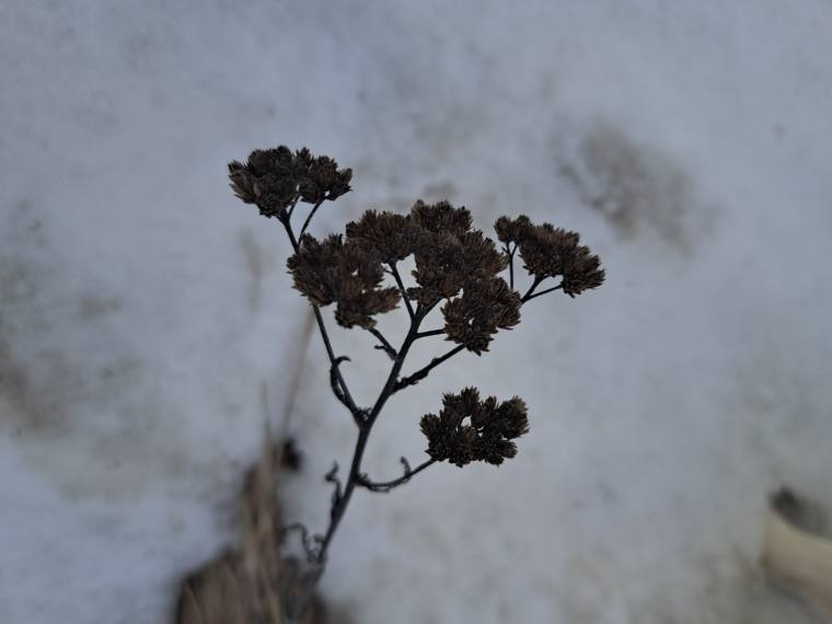 Yarrow, winter