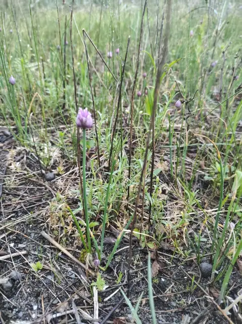Chives, bud