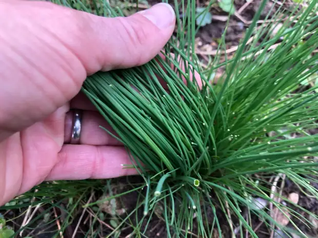 Chives, emergence