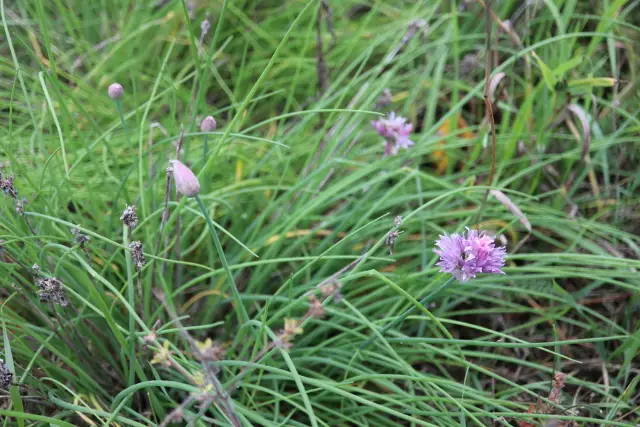 Chives, fall