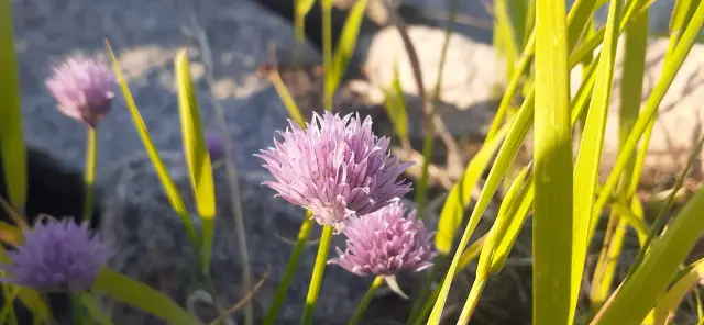 Chives, flower