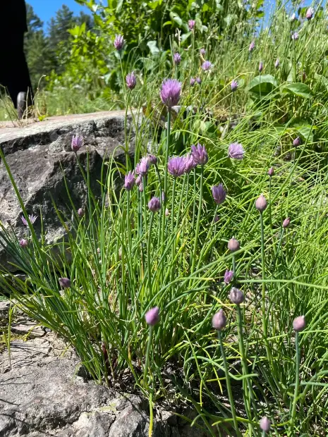 Chives, foliage