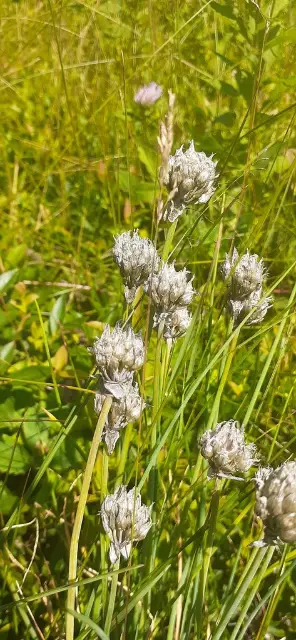 Chives