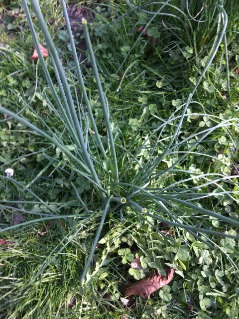 Chives, winter