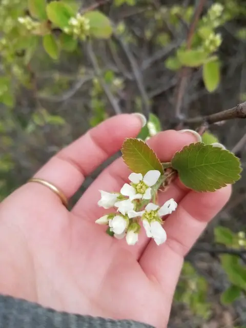 Saskatoon, bud