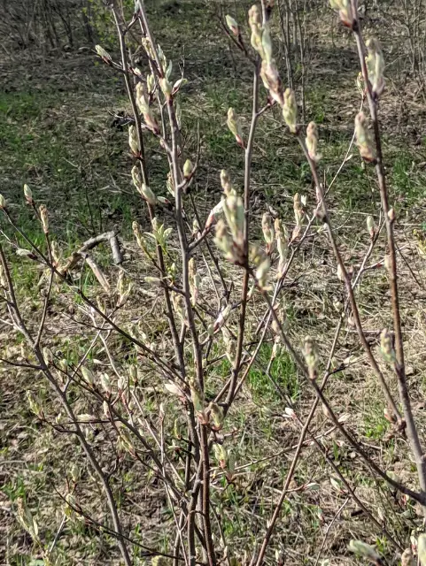 Saskatoon, emergence
