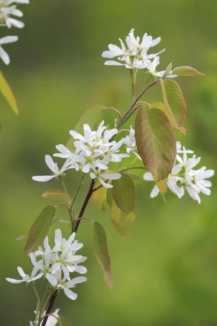 Saskatoon, flower
