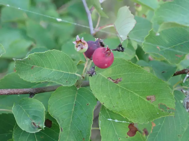 Saskatoon, seed / fruit