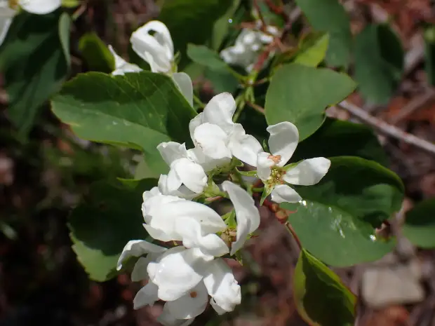 Canada serviceberry, bud
