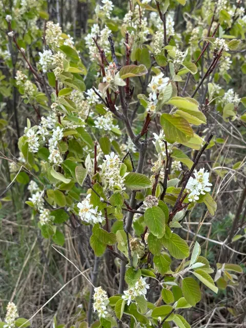 Canada serviceberry, emergence