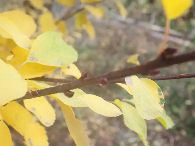 Canada serviceberry, fall