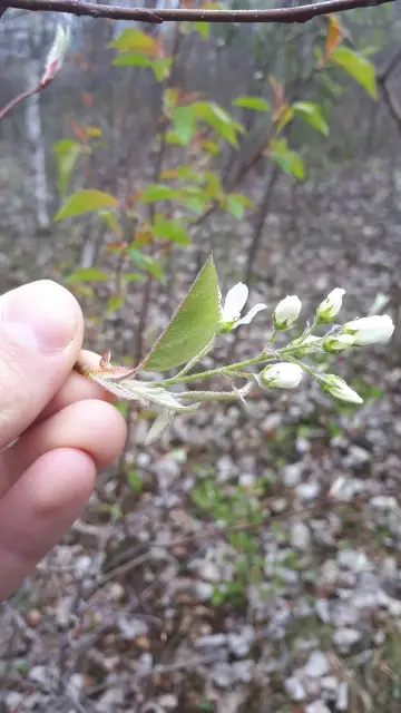 Canada serviceberry, flower