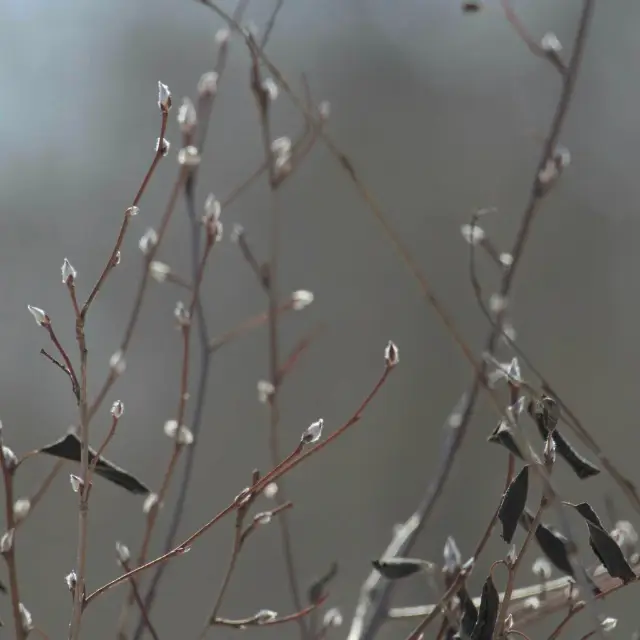 Canada serviceberry, winter