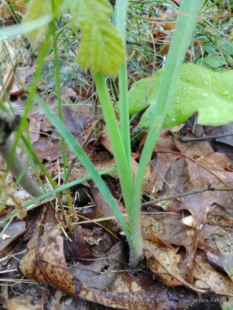 Big bluestem, emergence