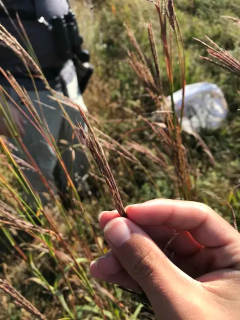 Big bluestem, fall