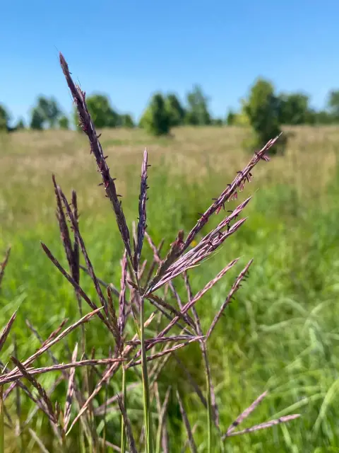 Big bluestem