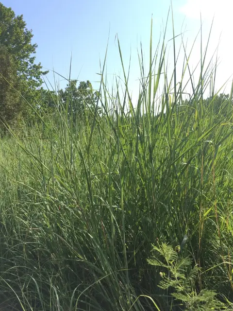 Big bluestem, foliage