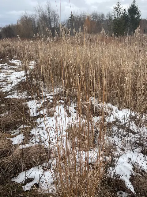 Big bluestem, seed / fruit