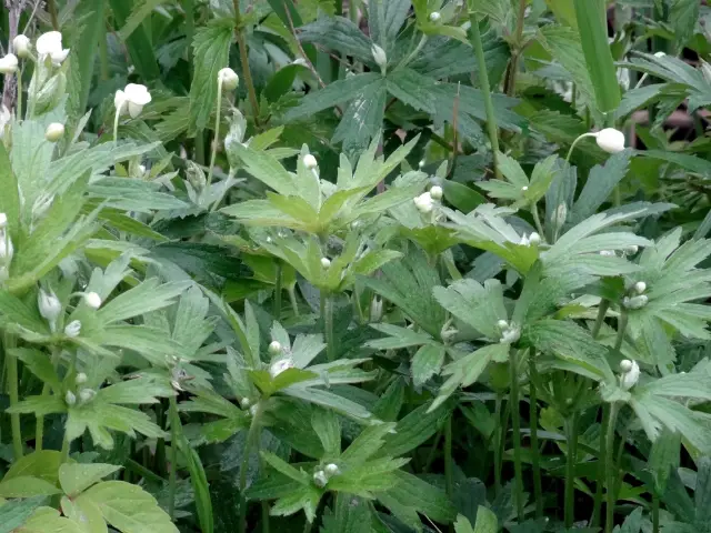 Canada anemone, bud