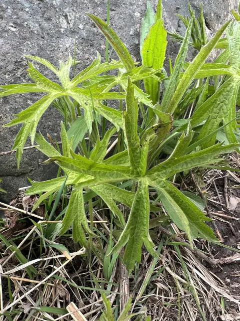 Canada anemone, emergence